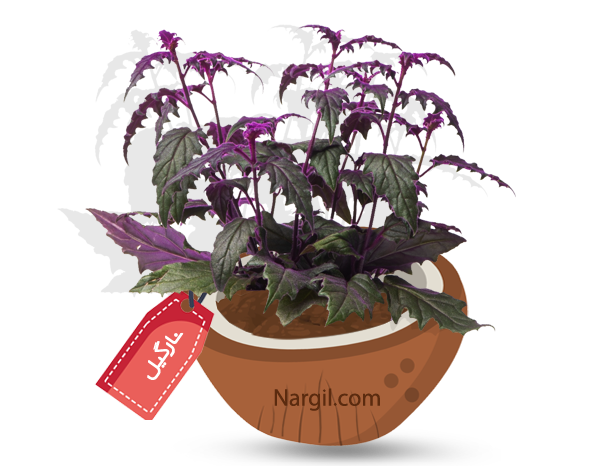  Nargil - Purple Passion Vine